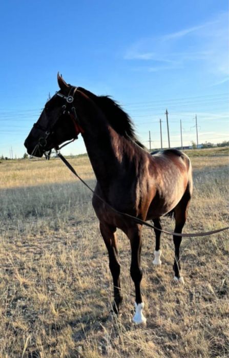 Продам элитного Орловца