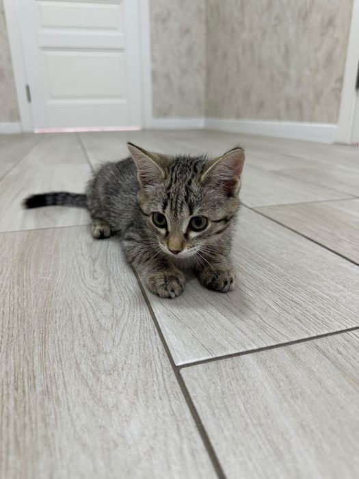 Отдам котёнка в добрые руки