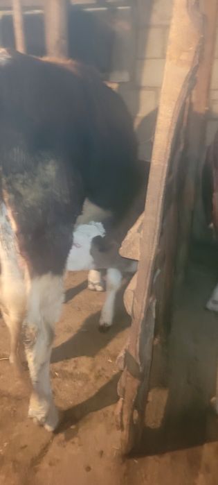 Бұзаулы сиыр сатылады