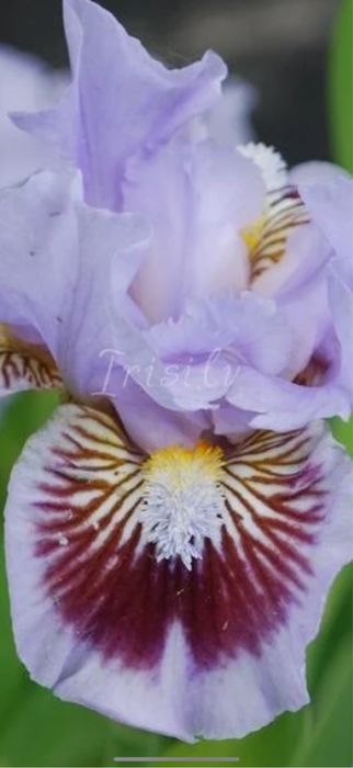 Bulbi de irisi 5 lei buc