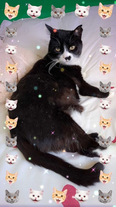 Adoptie cuplu de pisici Martafoii