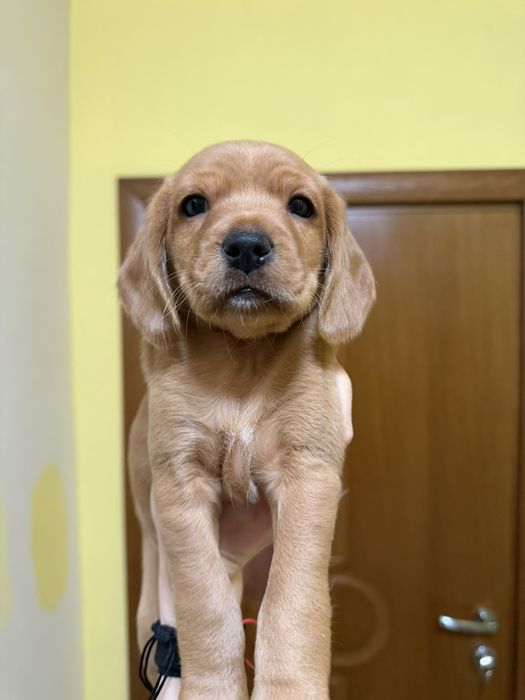 Подарявам кученца