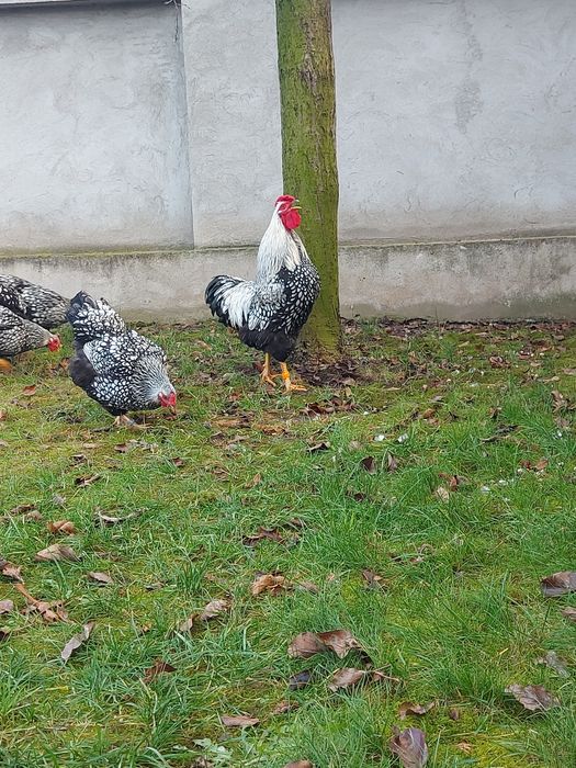 Oua Wyandotte Argintiu