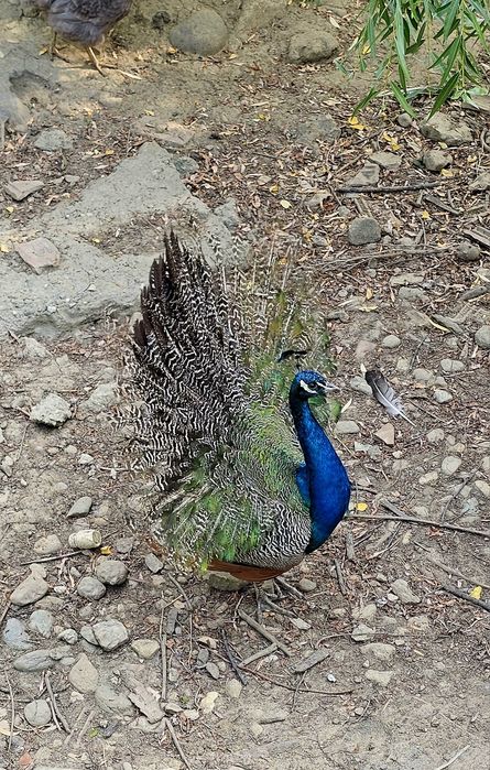 Vand o familie pauni