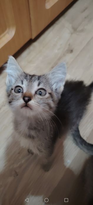 Котики маленькие