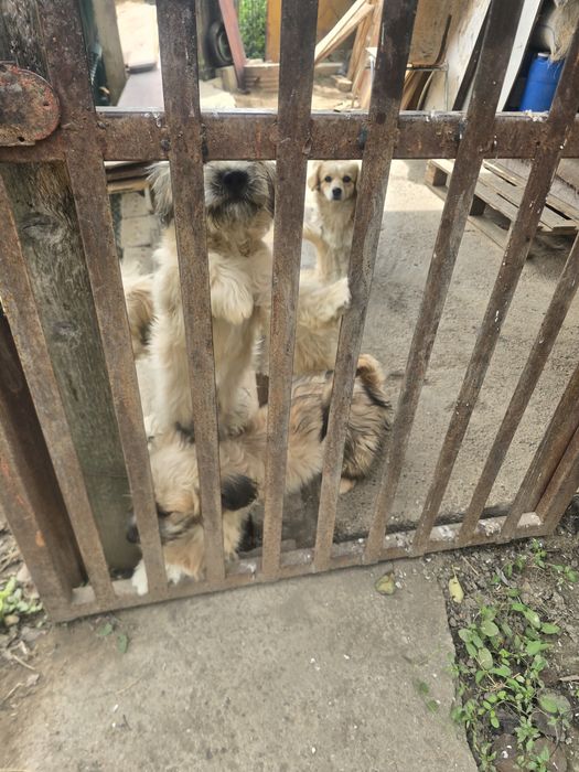 Donez cățelușe . Sunt talie mică si pufoase