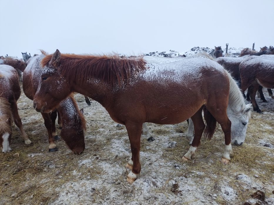 Продам Жеребую кабылу