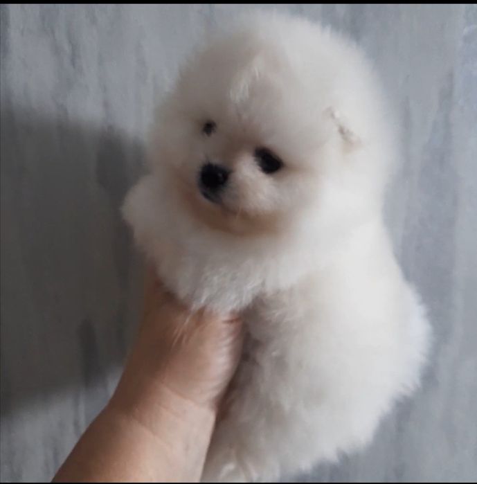 Чистокровные шпицепомерашки