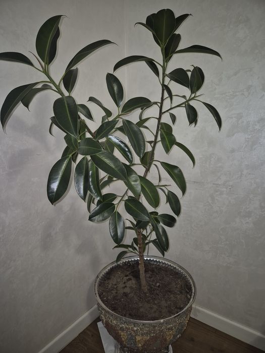 Фикус многолетний высота 1.5м