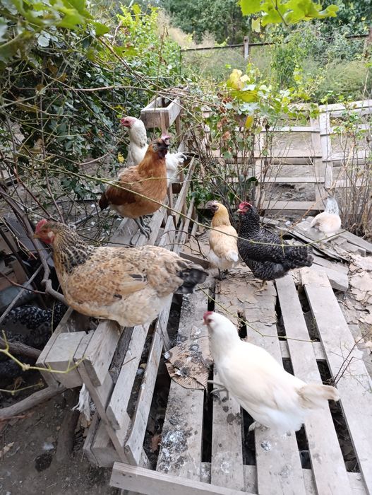 Яйца для инкубатора