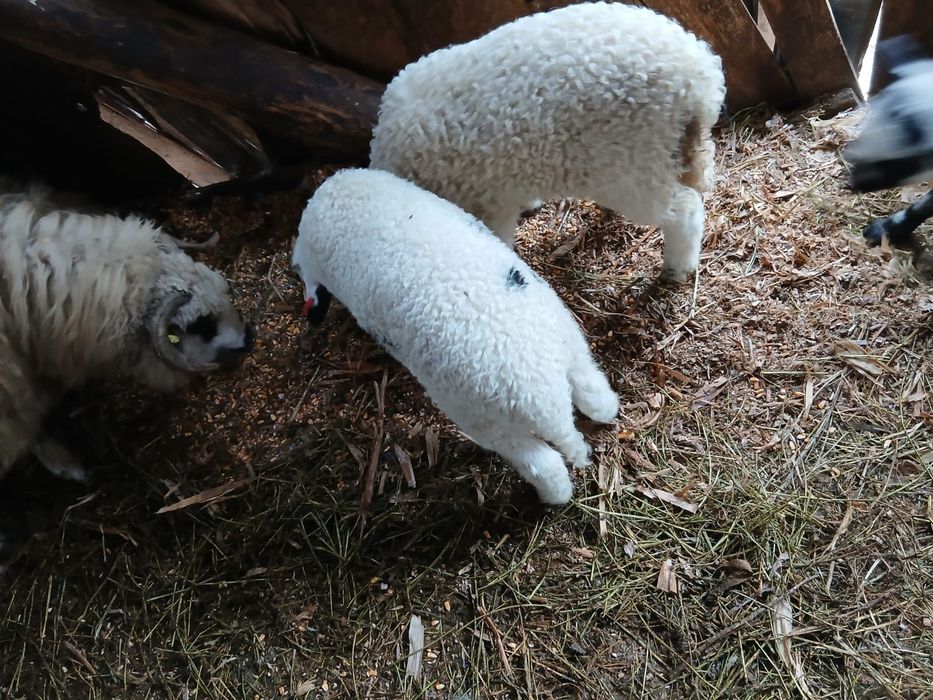 Oi cu miei de vanzare