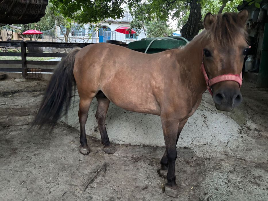 Ponei blând și prietenos