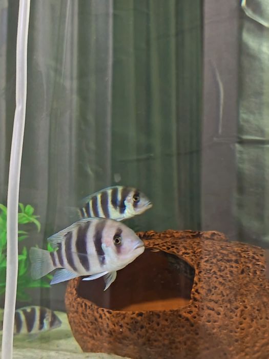 Подростки Фронтозы