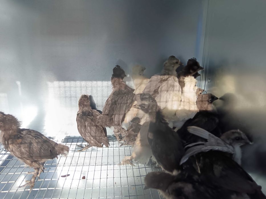 Декоративни пиленца