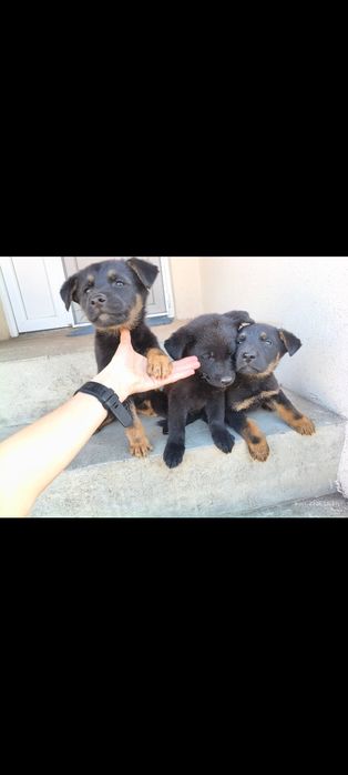 Căței pentru adoptie