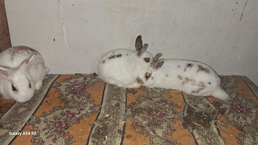 Vand iepuri rex si metis de rex