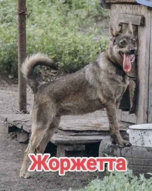 Дарю в добрые и ответственные руки