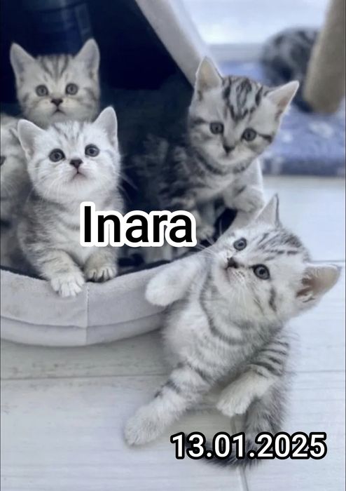 Британские котята