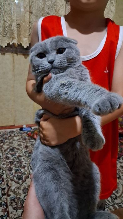 Котёнок скоттиш-фолд