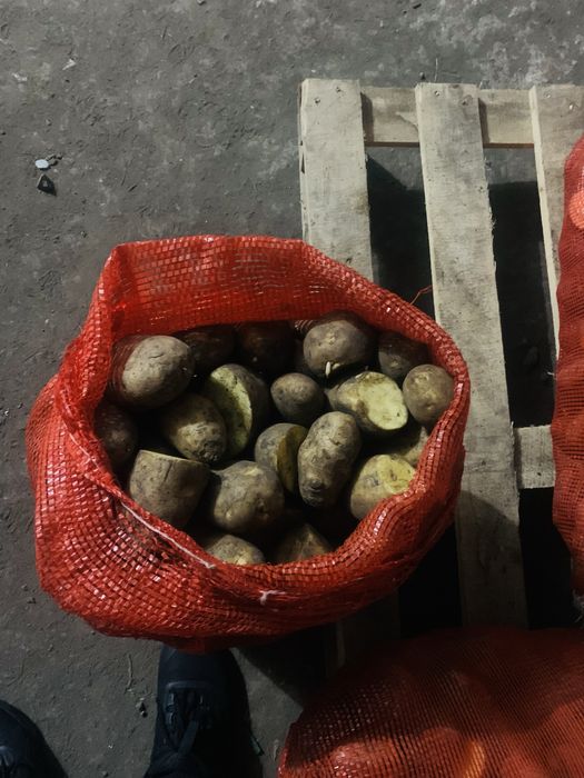 Продам картофель 2-го сорта