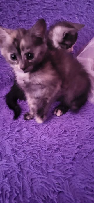 Бусинки маленькие,ищем очень хороших хозяев