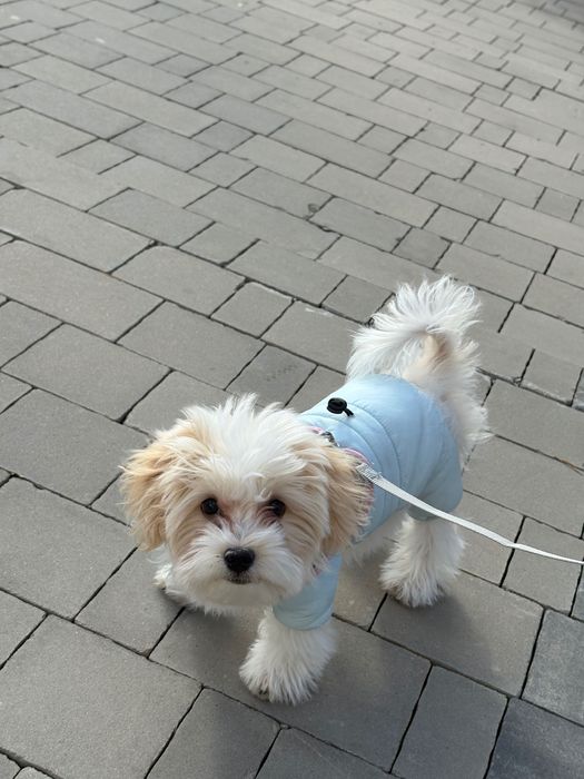 Мальтипу 5 мес 300000тг