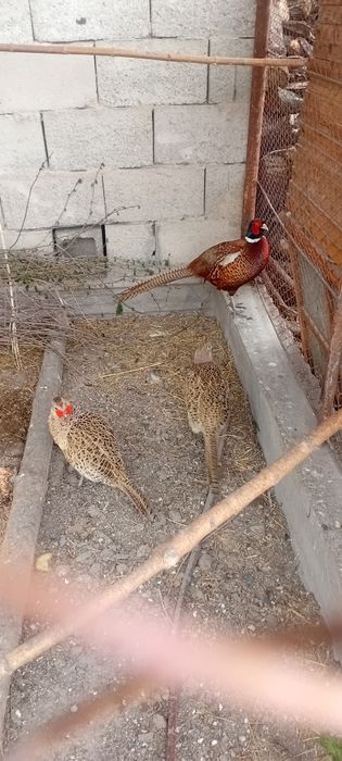 Қырғауыл жұмыртқасы