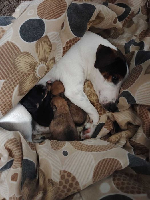 Кученца за подарък