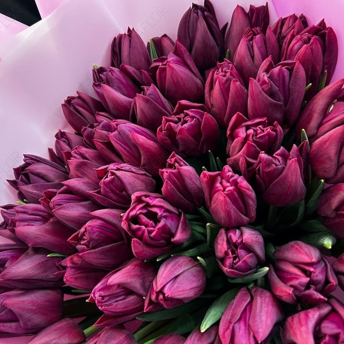 Тюльпаны оптом от 500шт-450шт/тг.