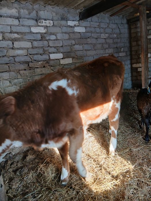 Продам на мясо телочку