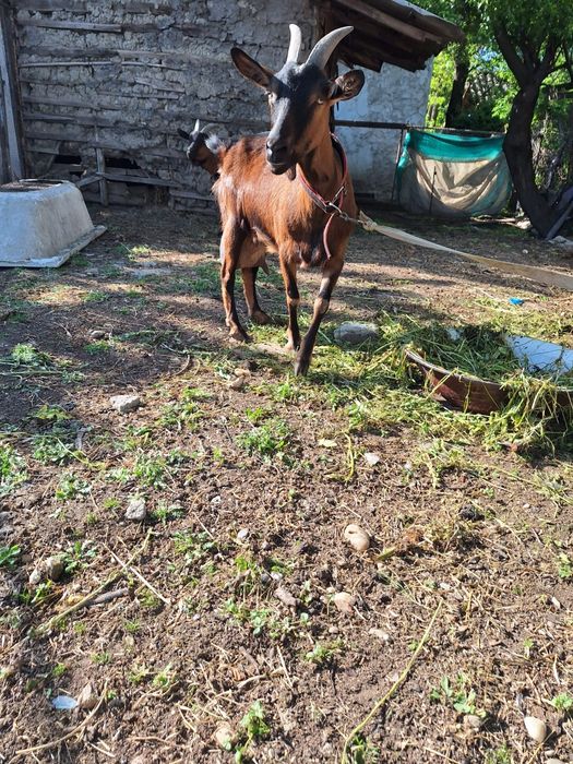 Capra Alpin Francez