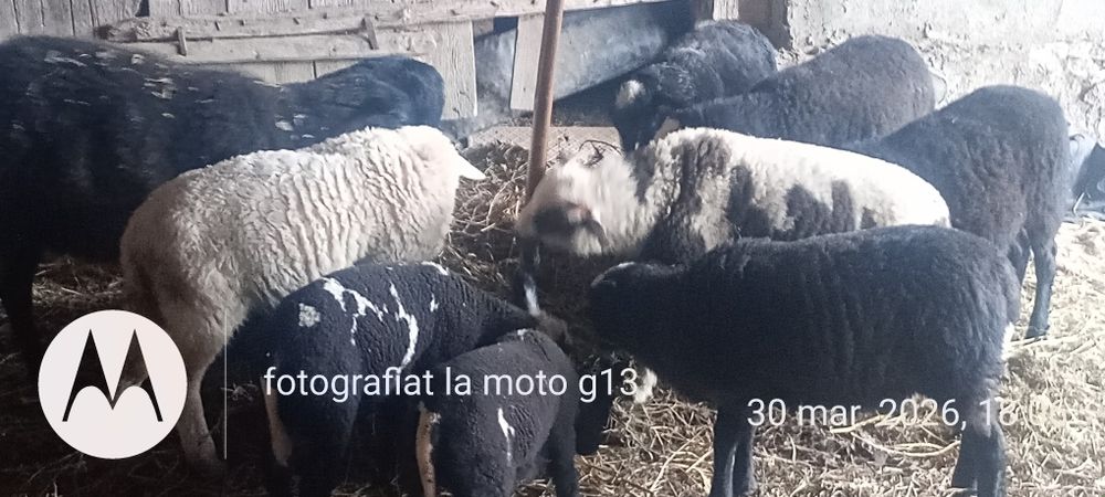 Vând mieide carne pentru sacrificat sau ținut