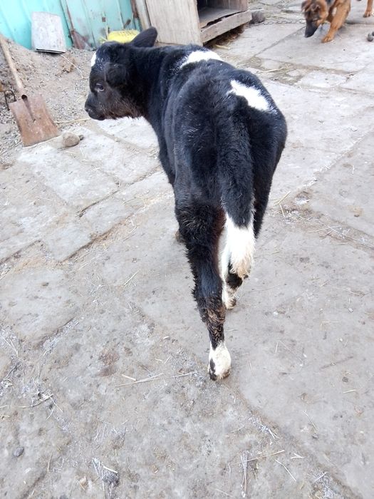 Продам телёнка бычка