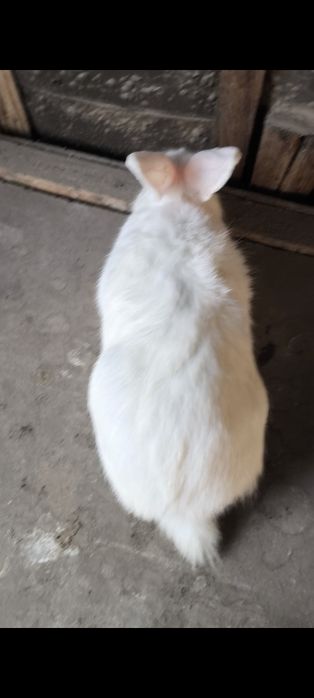 Продам крольчат.