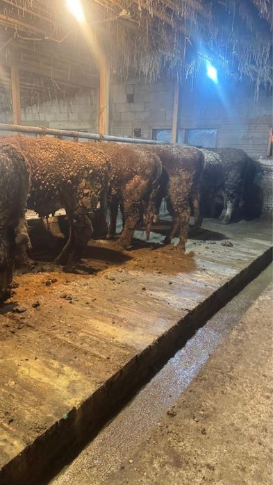 Продам бычков бычков