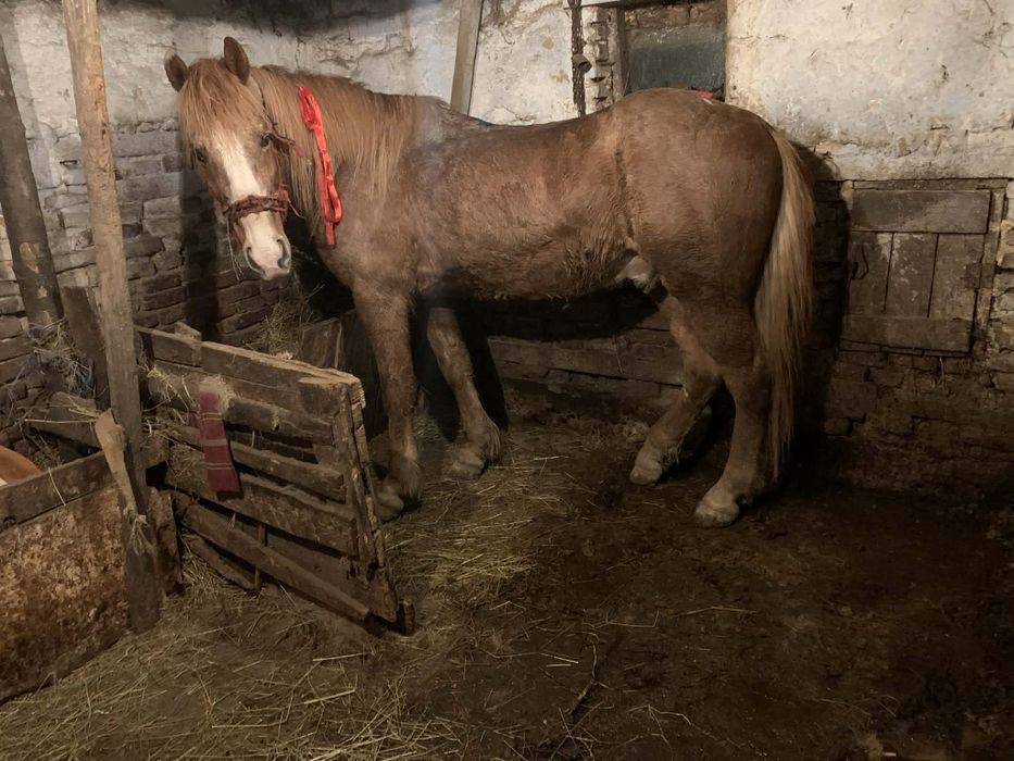 Vând cal castrat de 8 ani garantat de ham