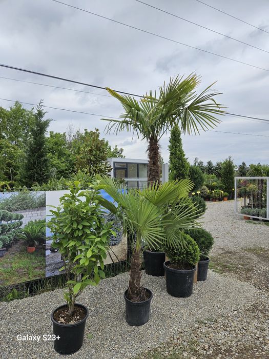 Vand palmieri de mai multe dimensiuni