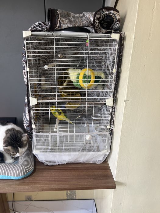 Продам попугая.