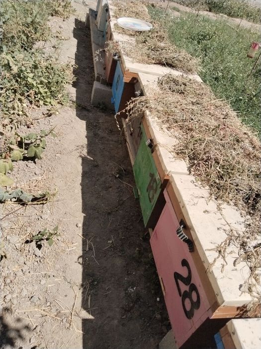 Асалари оиласи сотилади