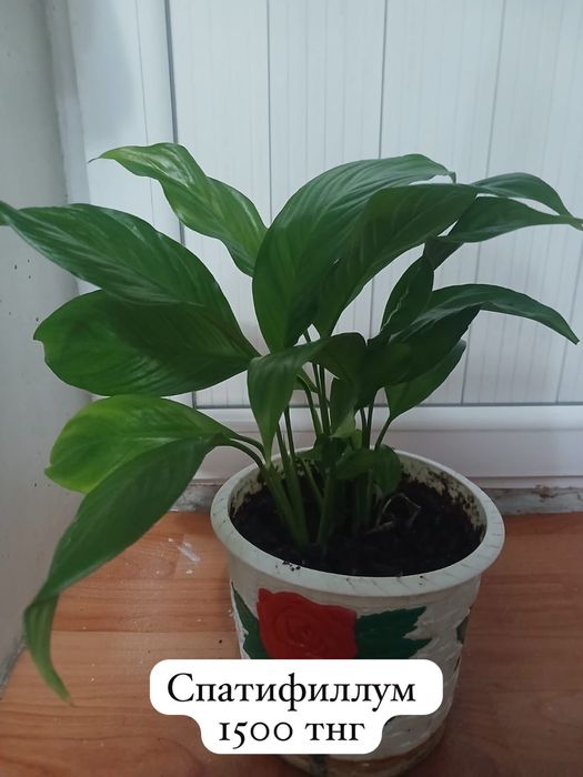 Домашние цветы ухоженные