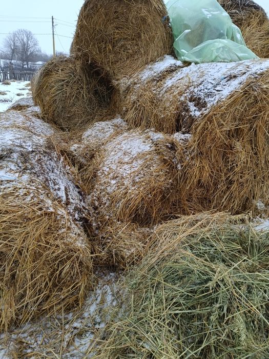 Baloti rotunzi de ovaz