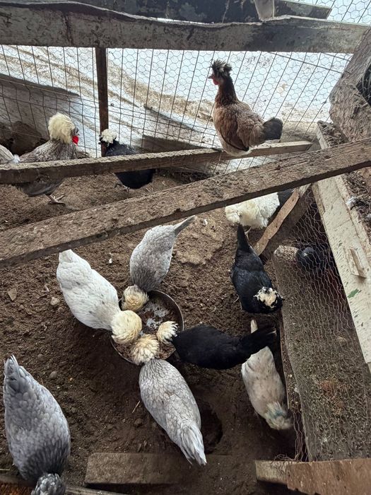 Vand oua motata olandeza