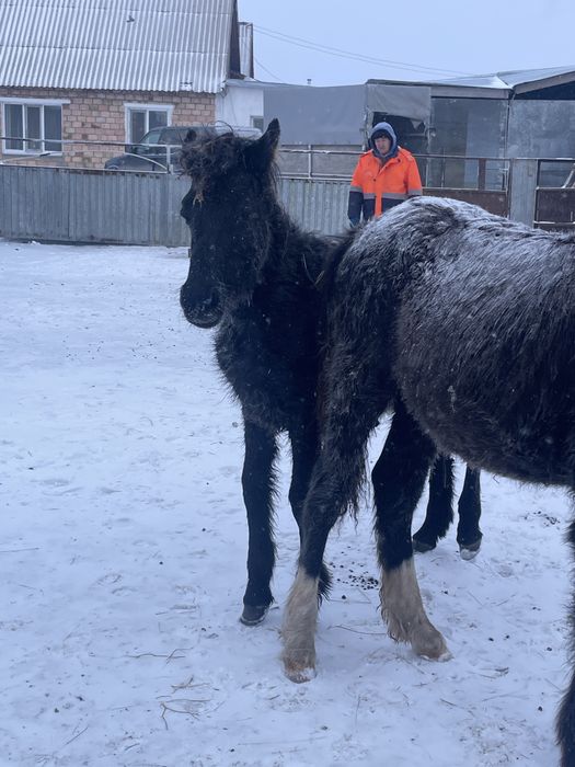 Продаются два жабагы мальчики