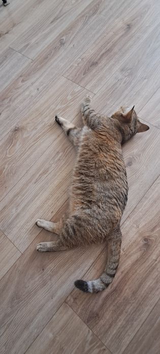 Отдам кошку в добрые руки