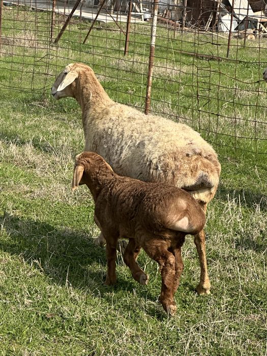 Qirgiziston arashan ona bola qoyi