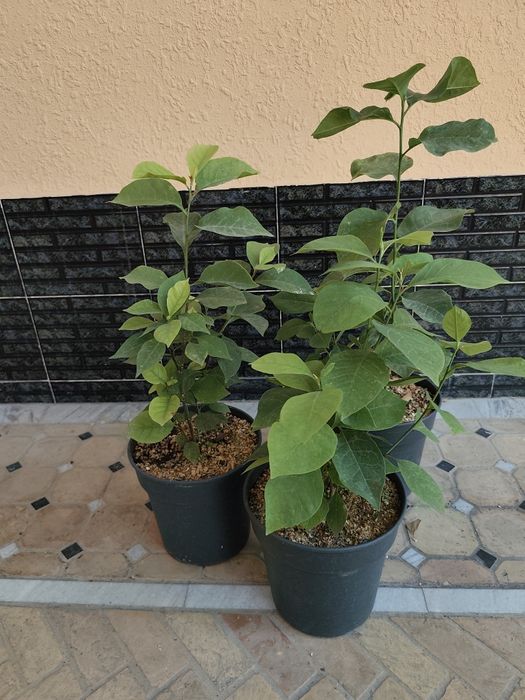 Кустарники для ландшафта