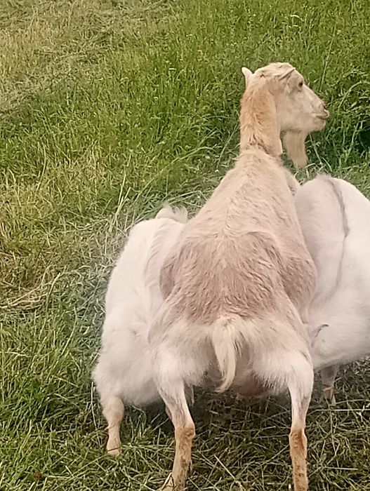 Capre iedite și tapisori