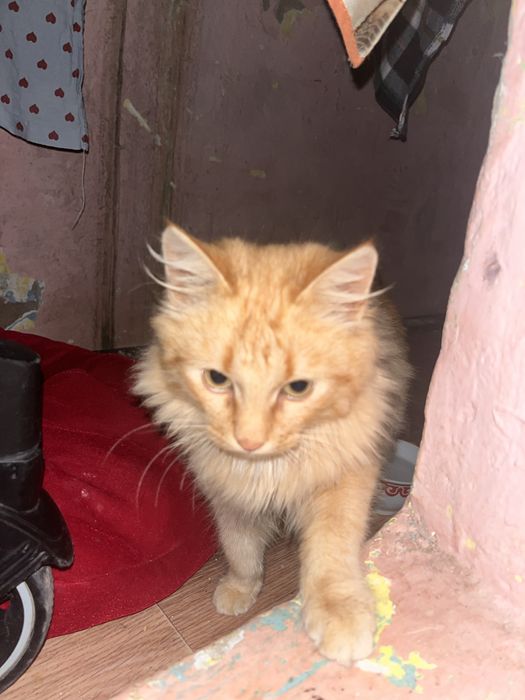 КОТ РЫЖЫЙЙ 3-4 месяц