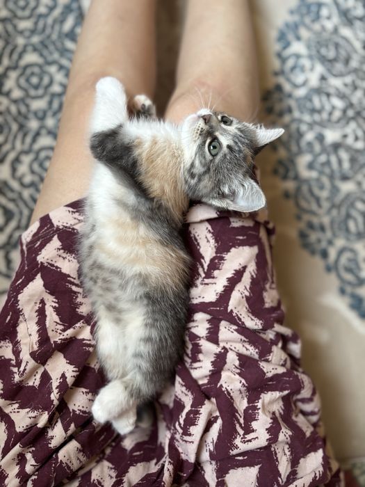 Котенок в добрые руки
