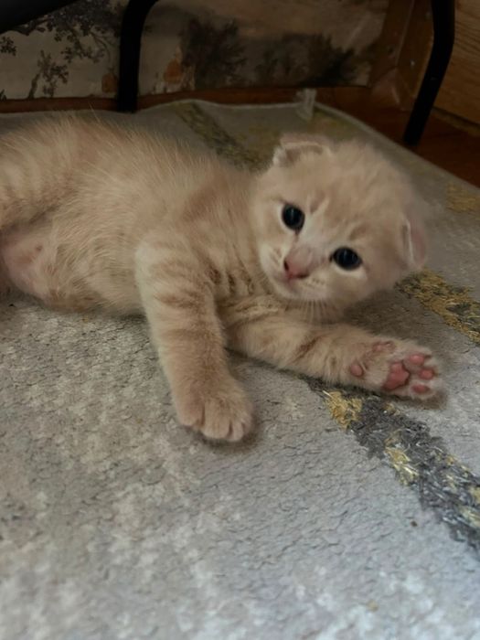 котята вислоухие